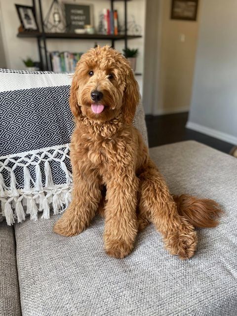 About Goldendoodles