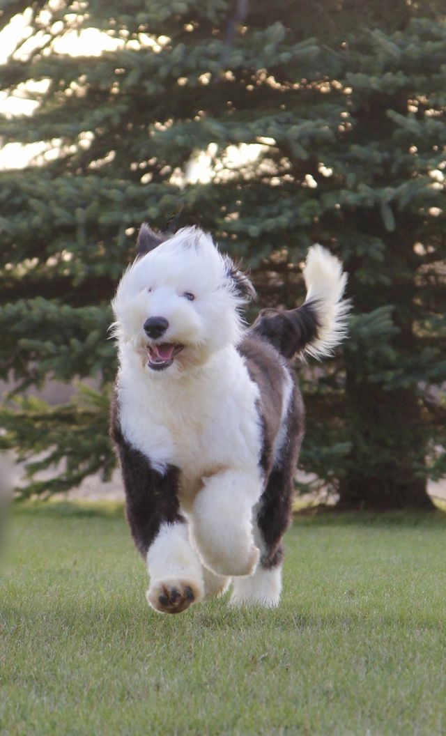 SheepadoodlesUltimate Sheepadoodle Dog ManualSheepadoodle book for  care, costs, feeding, grooming, health and training. )