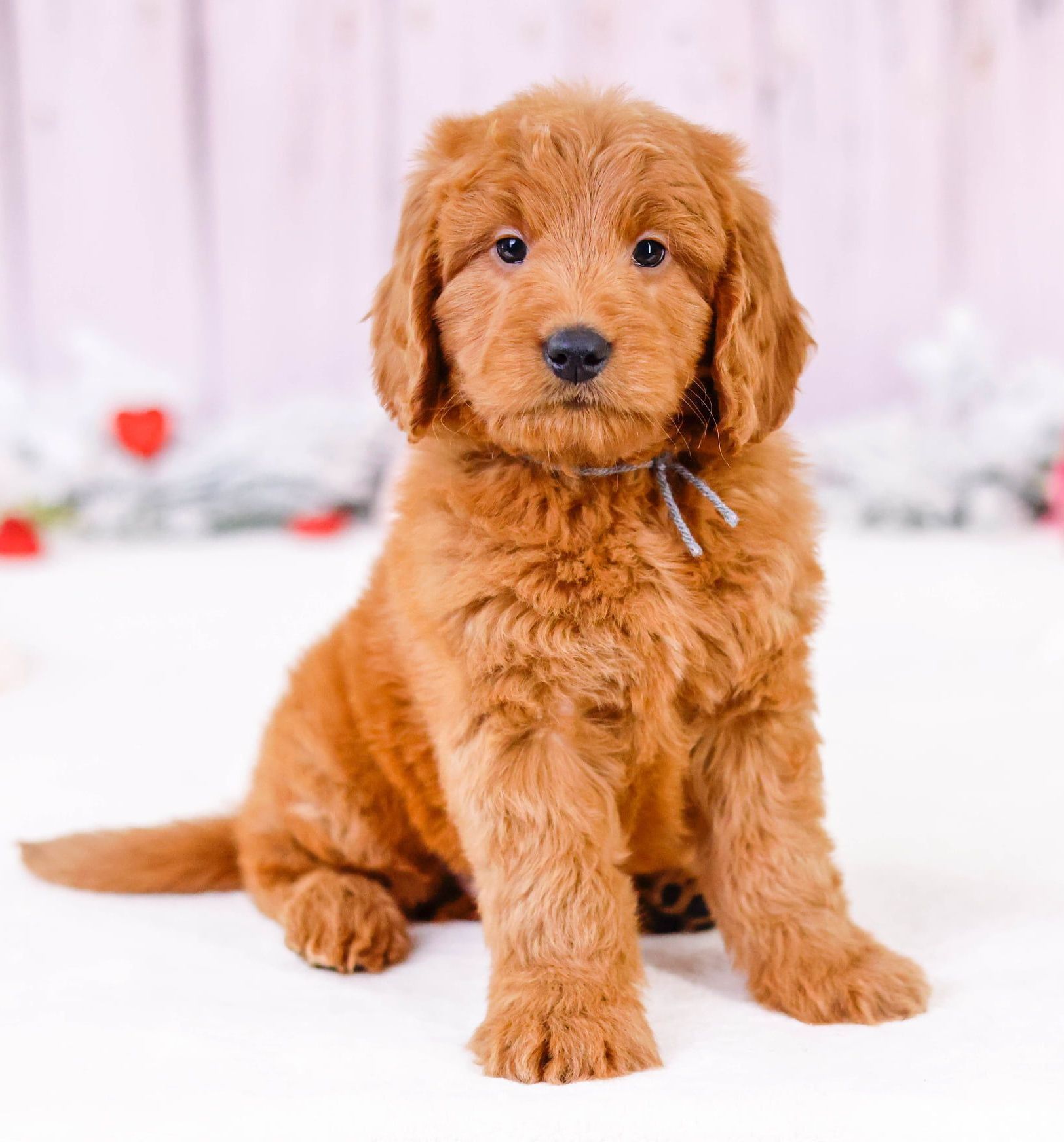 Miniature Goldendoodle Puppy