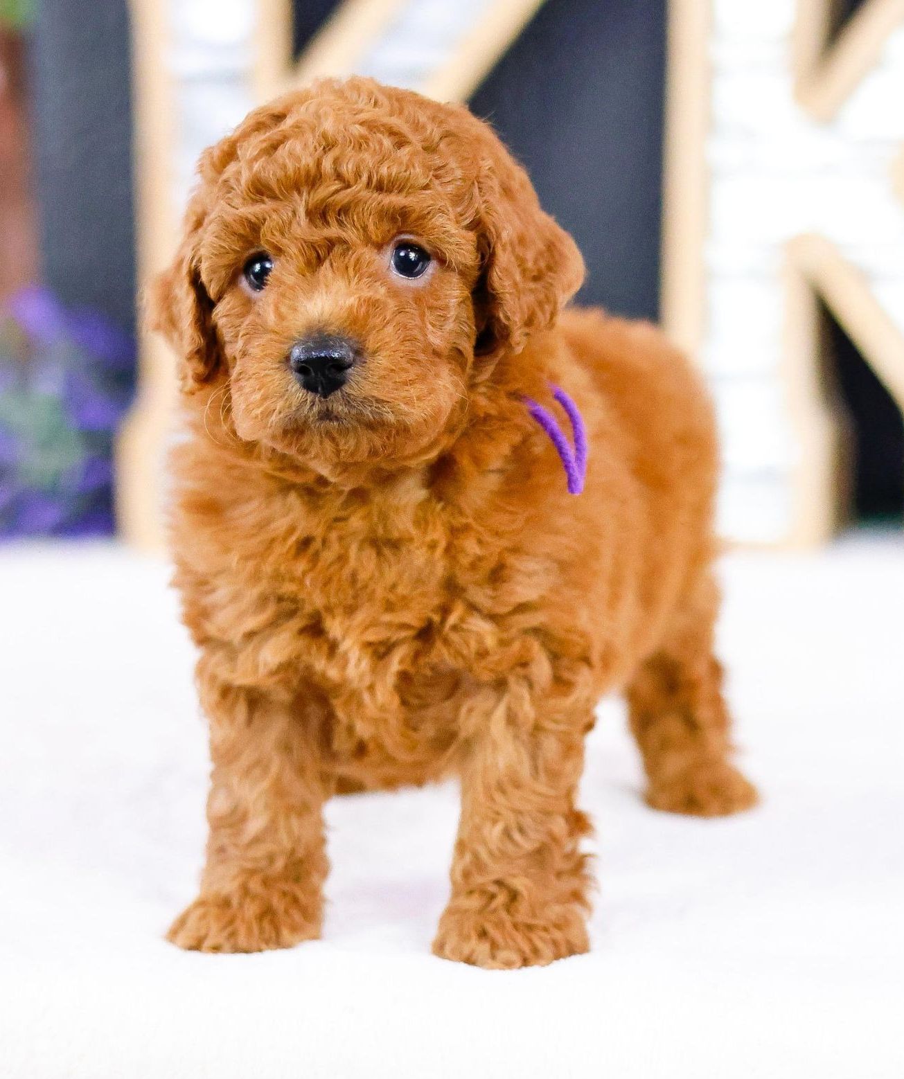 Petite Goldendoodle