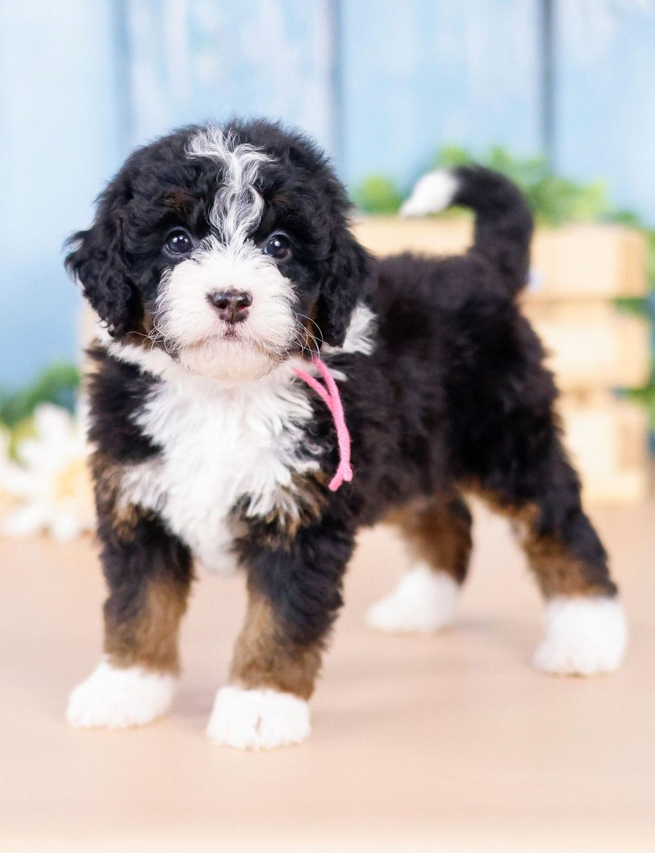 Petite Bernedoodle Puppy