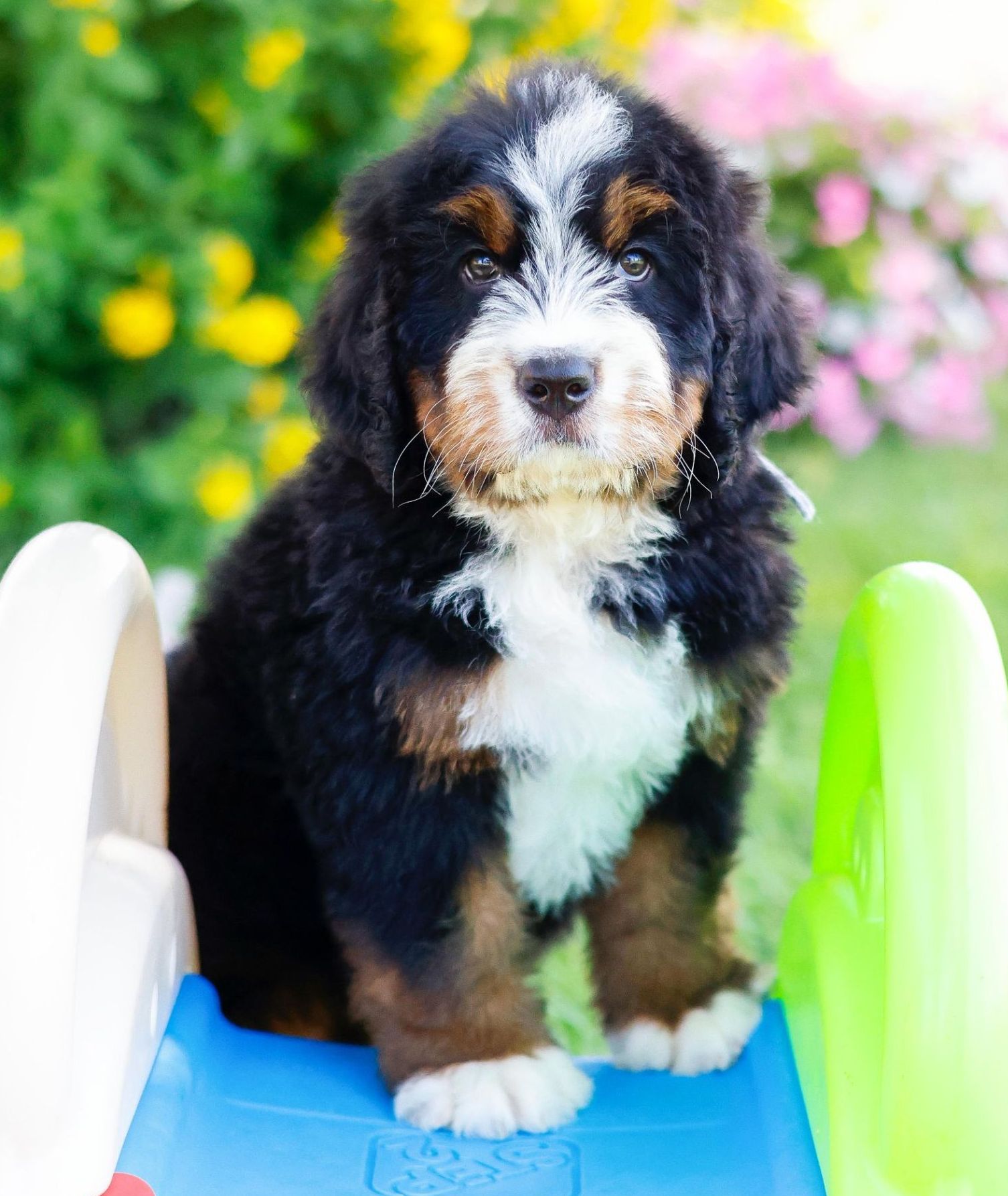 Standard Bernedoodle Puppy