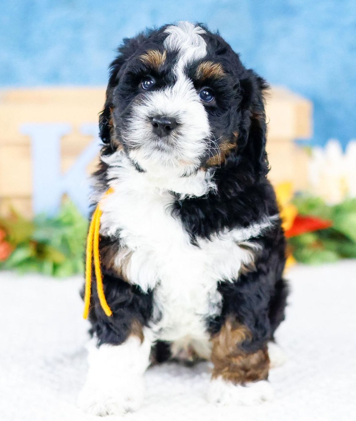 Miniature Bernedoodle Puppy