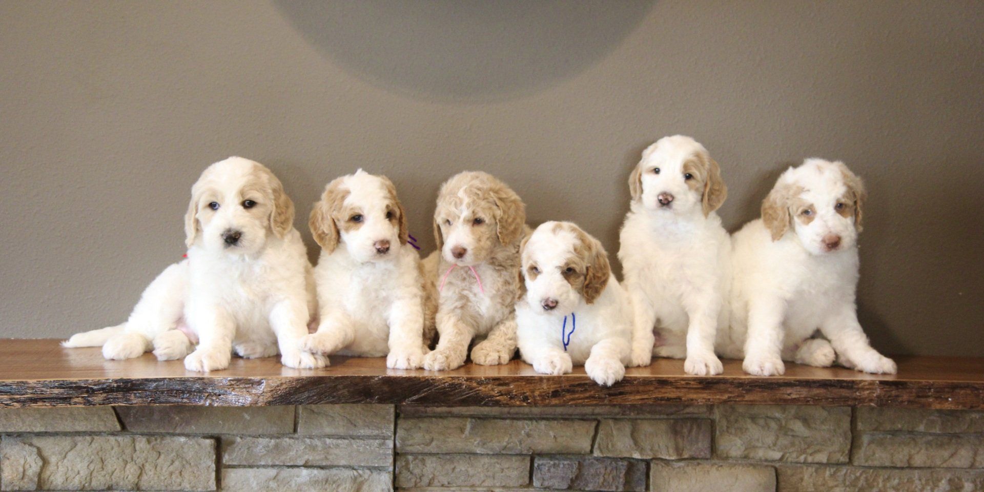 Standard Goldendoodles