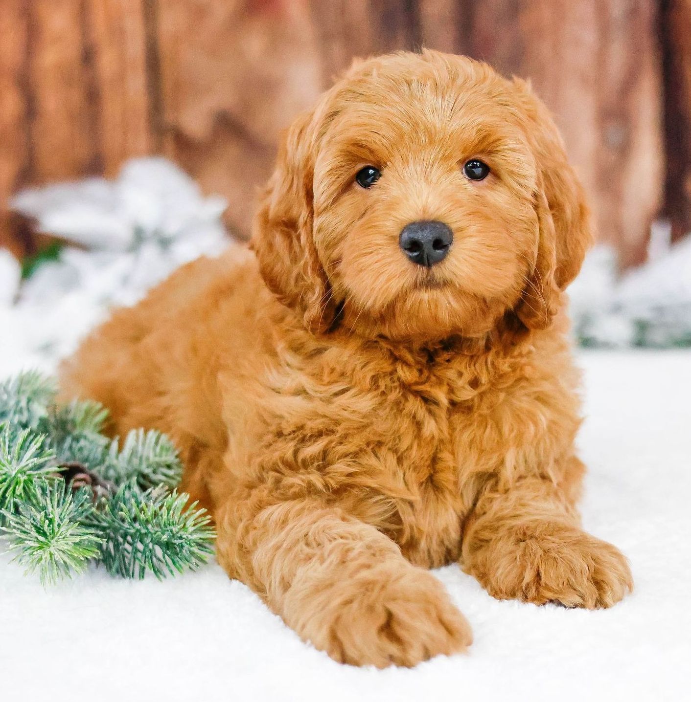 Standard Goldendoodle Puppy