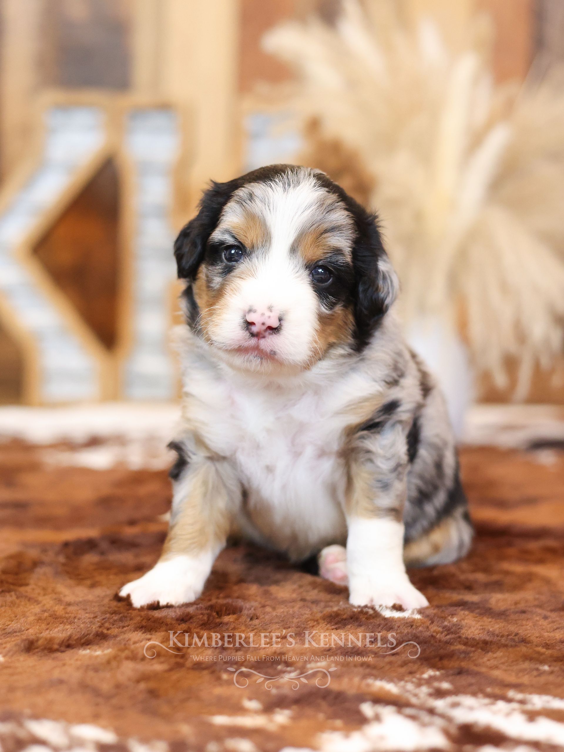 Three week old merle tricolor Aussie Mountain Doodle Puppy with rustic background
