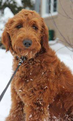 Wire shop haired goldendoodle