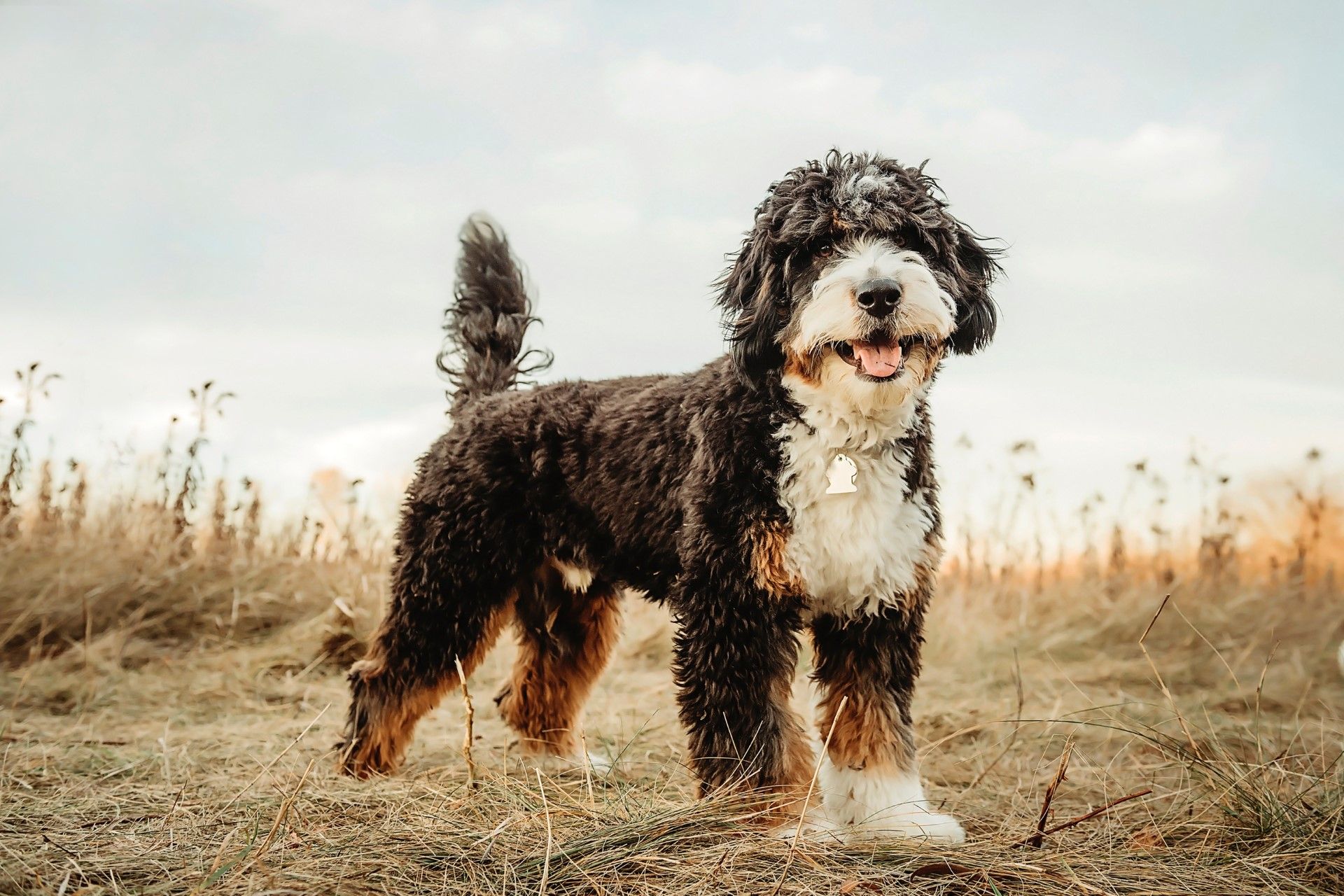 classic tri-colored miniature F1 bernedoodle adult