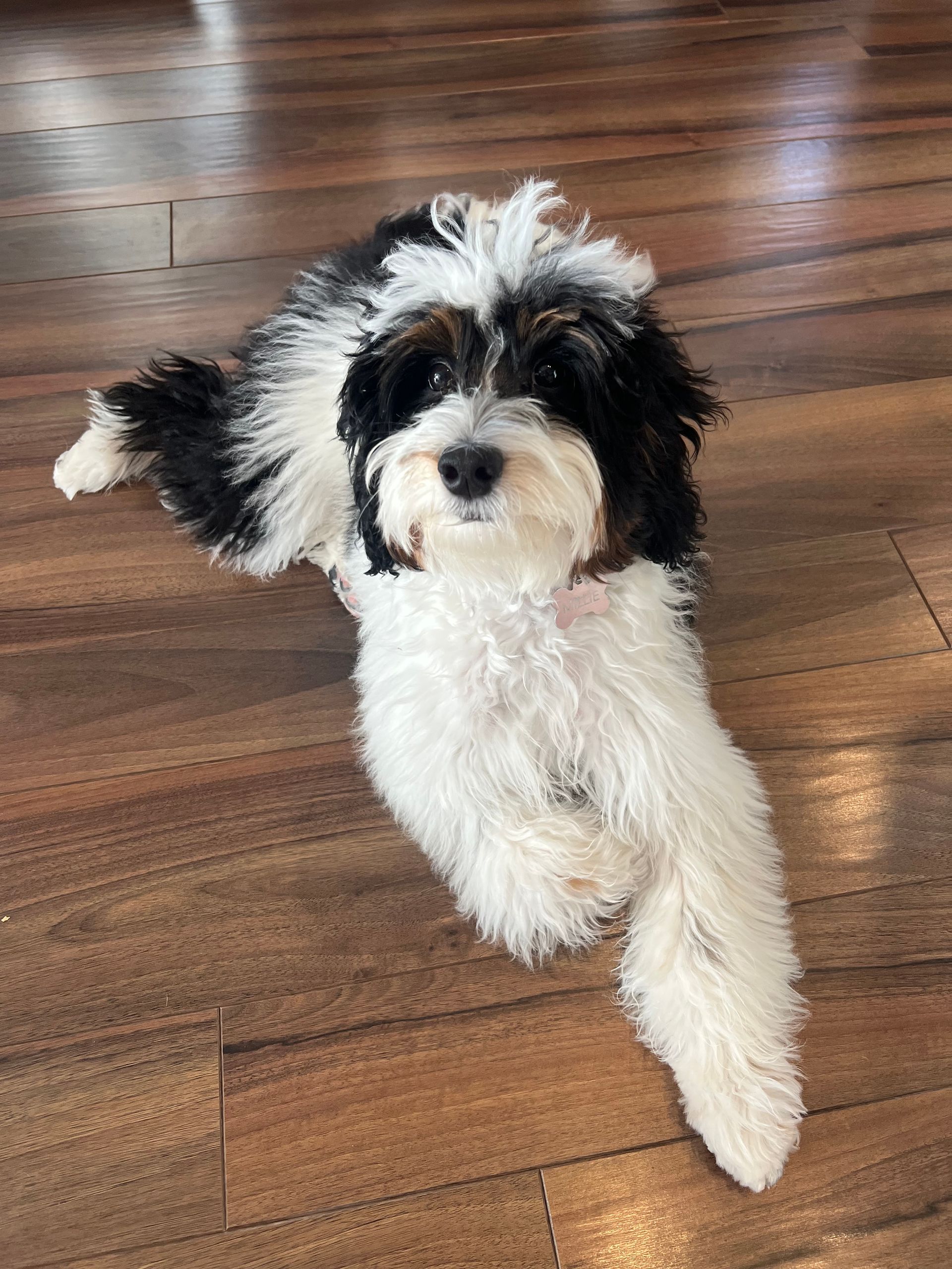 Adult miniature F1b Bernedoodle sitting in 