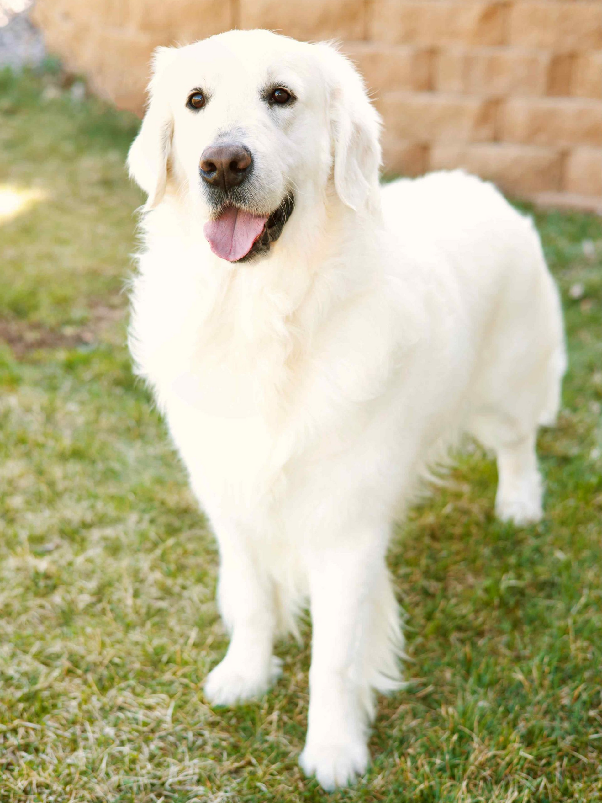 Adult english cream retriever playing outside