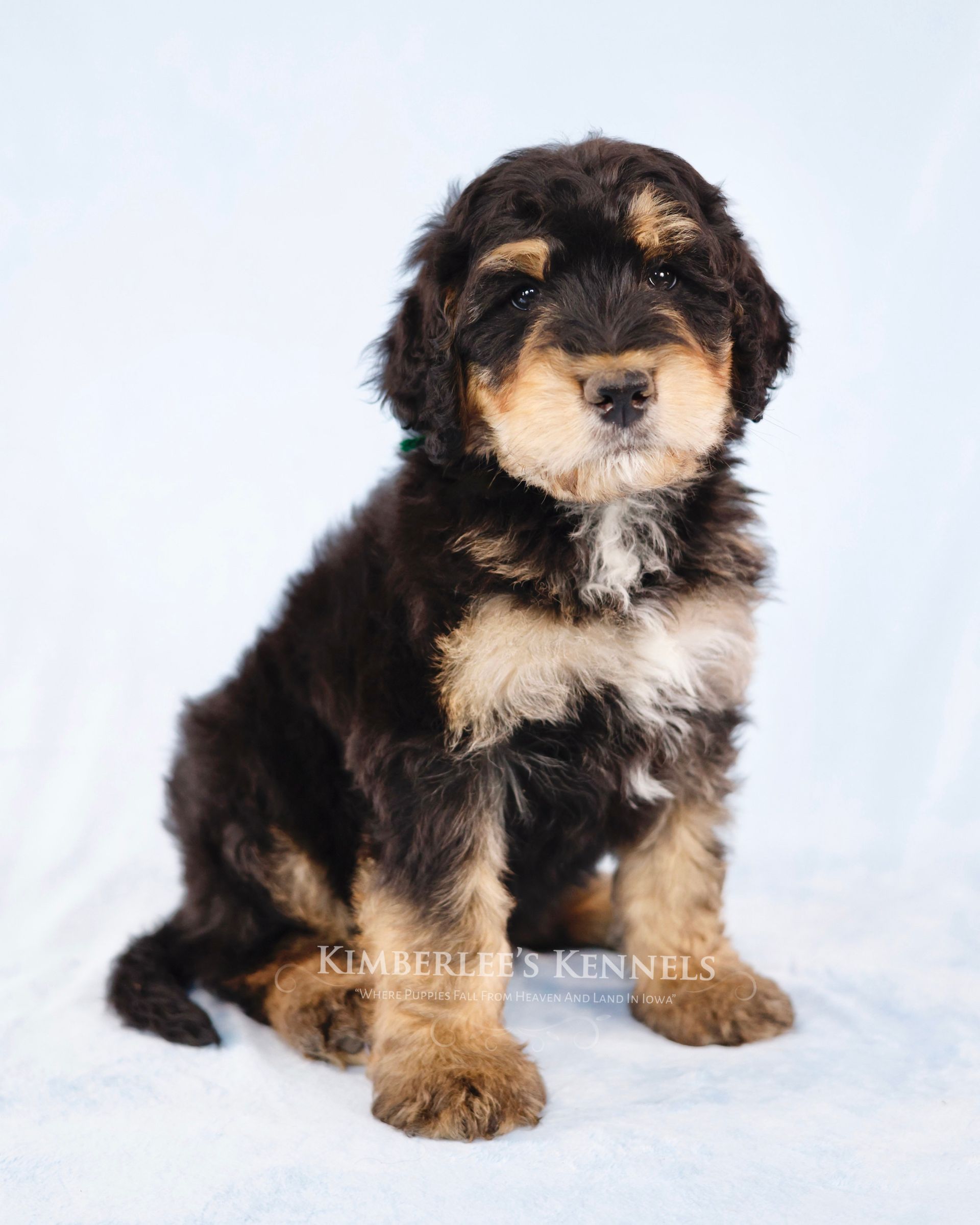 Standard F1 Bernedoodle Puppy; partial tri-colored markings