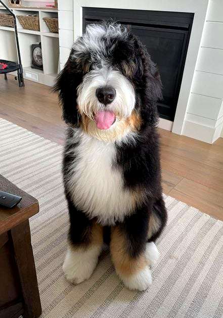 teddy bear mini bernedoodle