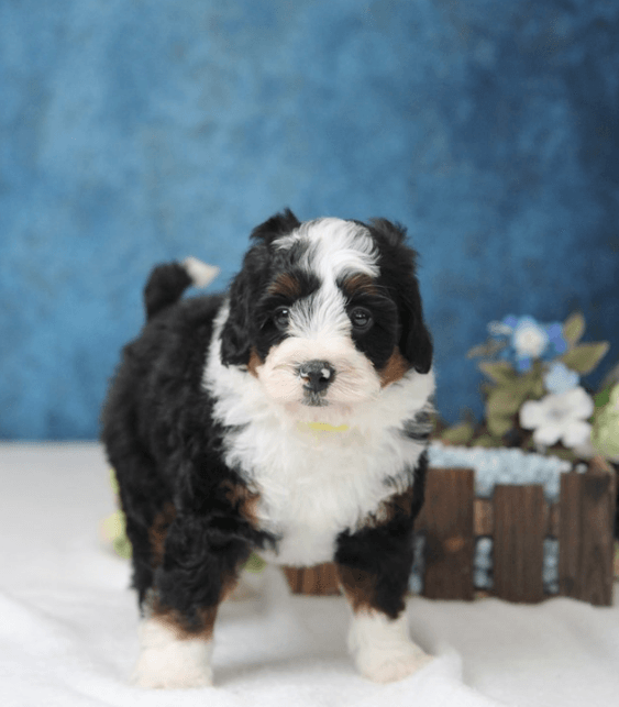 What is The Size of Standard Bernedoodles?
