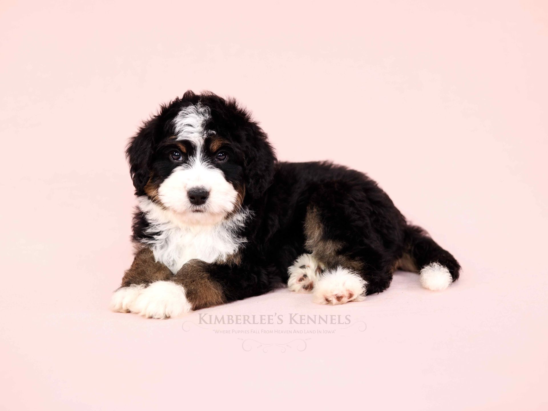 adorable standard F1 tri-colored bernedoodle puppy