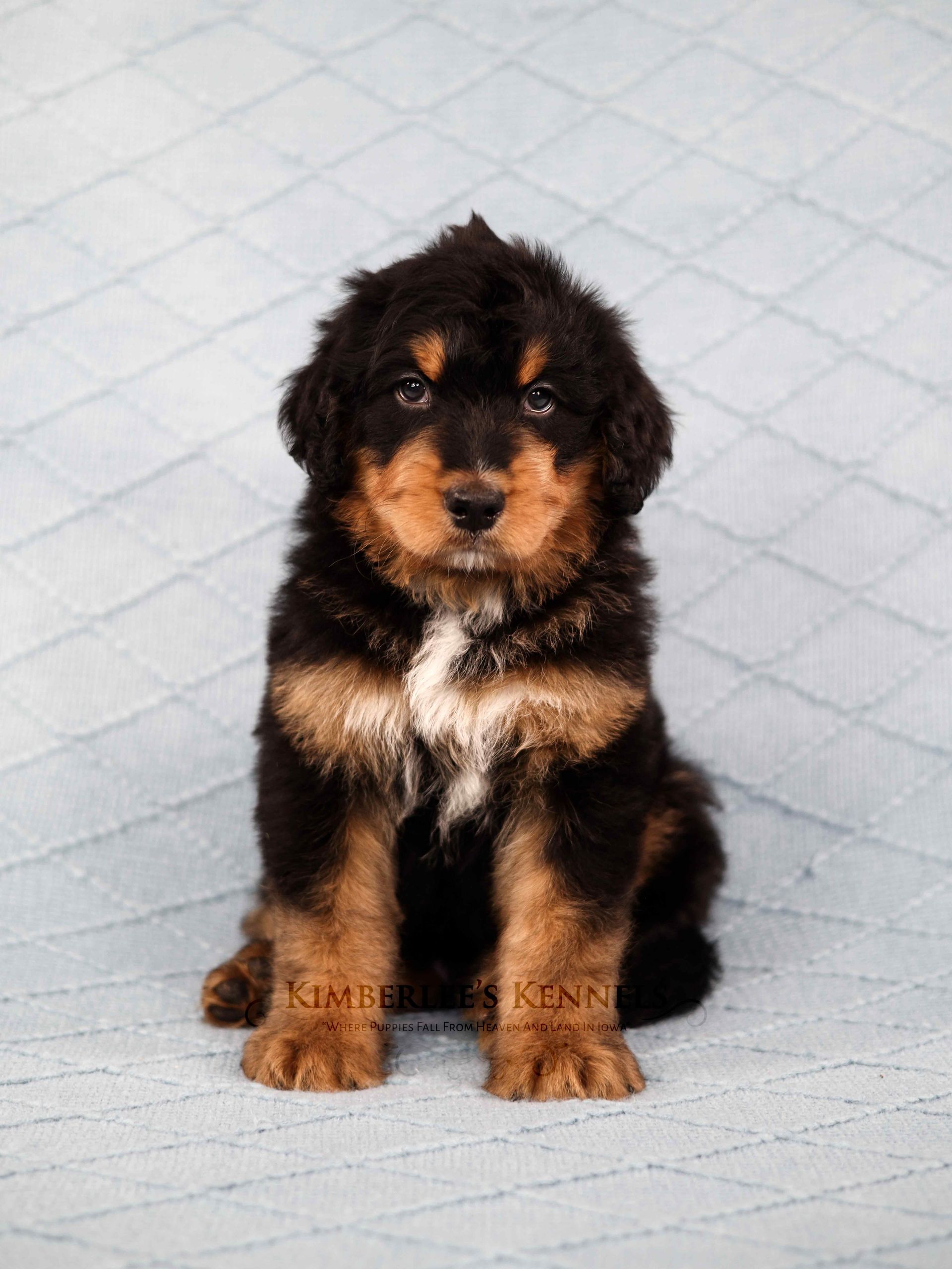 F1 bernedoodle puppy with partial tri-colored markings