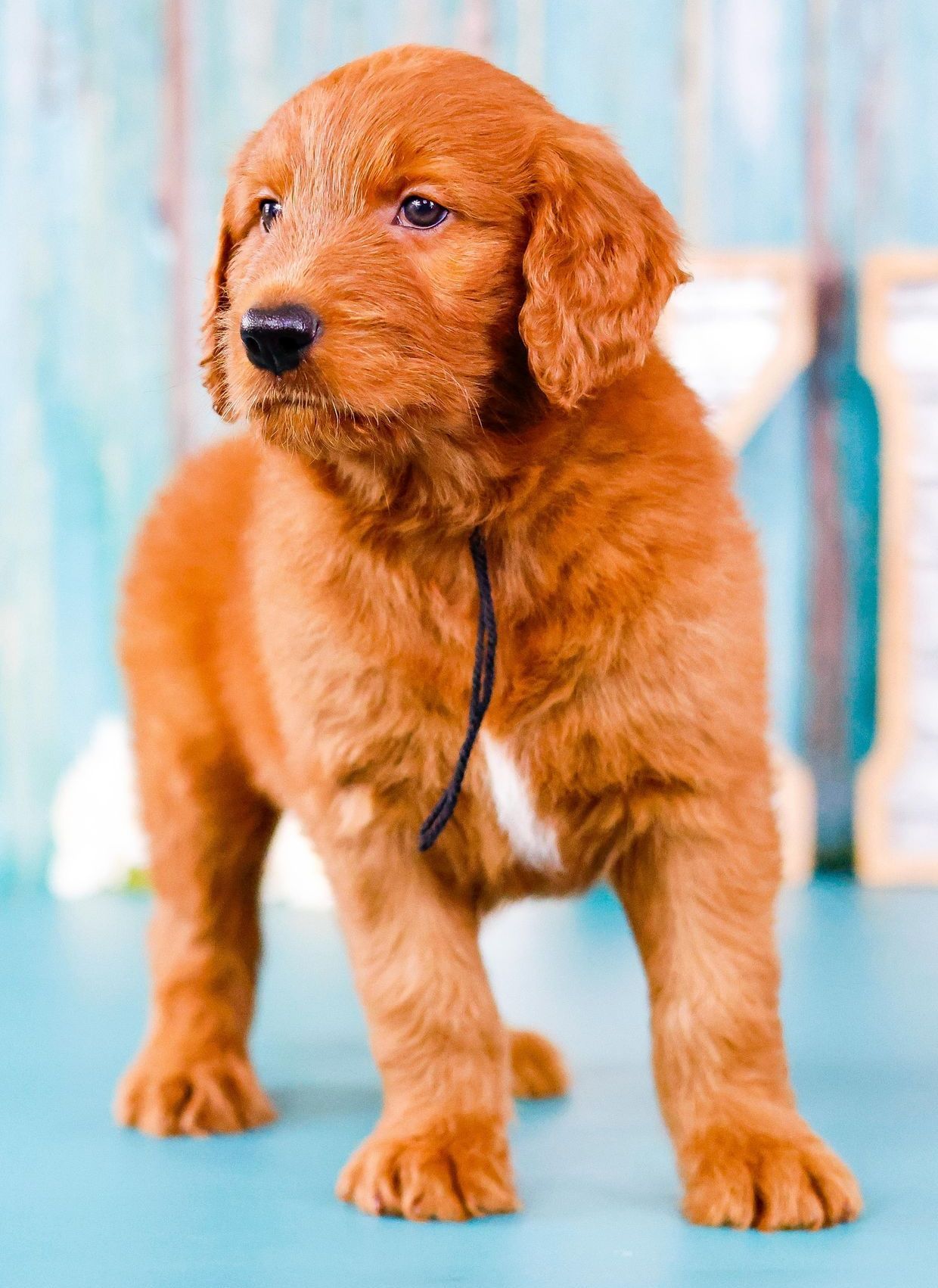 Standard Goldendoodles