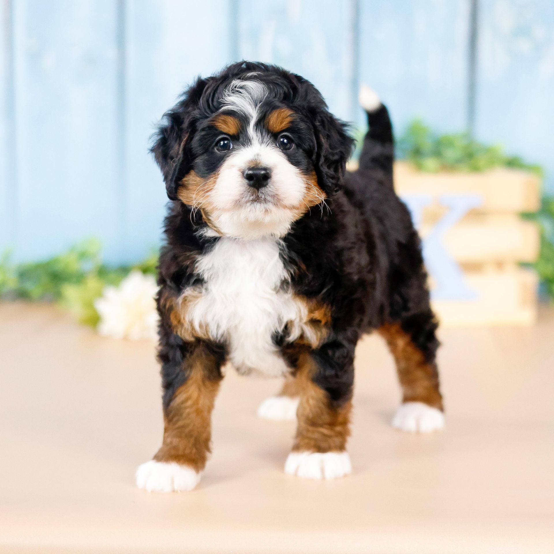 F1 bernedoodle tri-colored puppy
