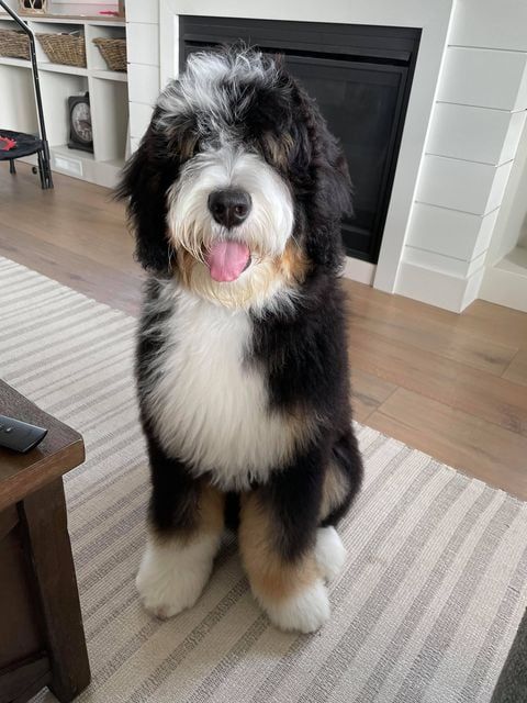 fluffy standard F1 bernedoodle adult tri-colored