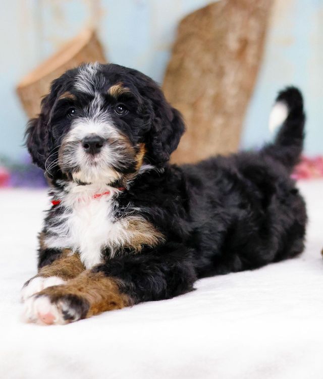 what is a standard bernedoodle