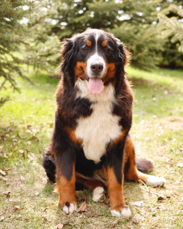 Female bernese sale mountain dog