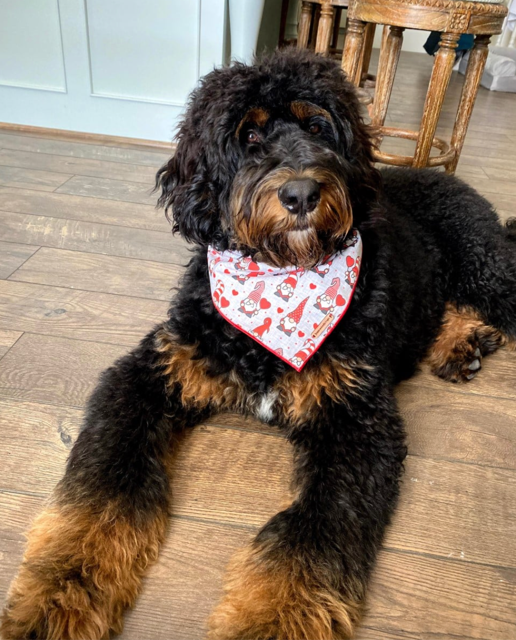 Standard F1 Bernedoodle adulr; partial tri-colored markings