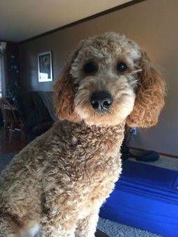 Curly hair goldendoodle sale