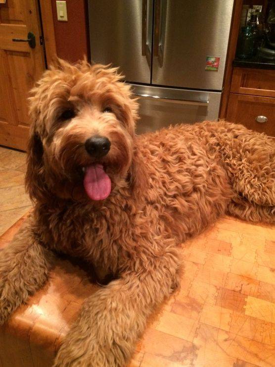 Goldendoodle with shop wavy coat