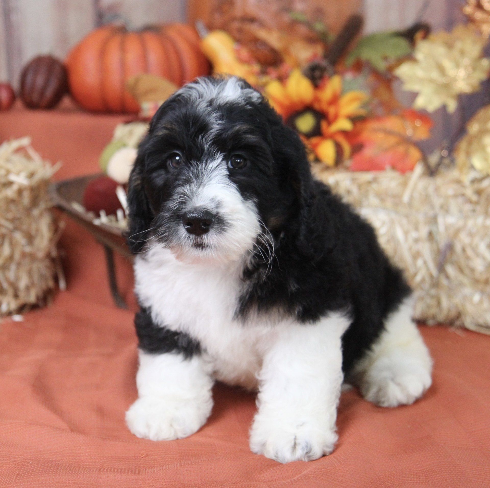 Mini Bernedoodle Mn 89 - xauyftn