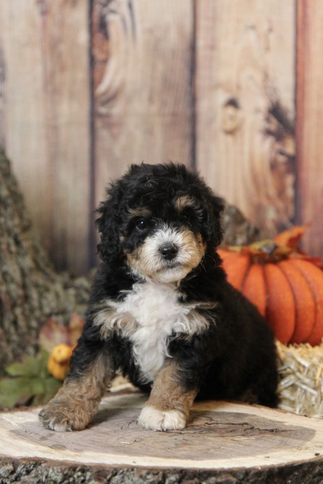 what size is a mini bernedoodle