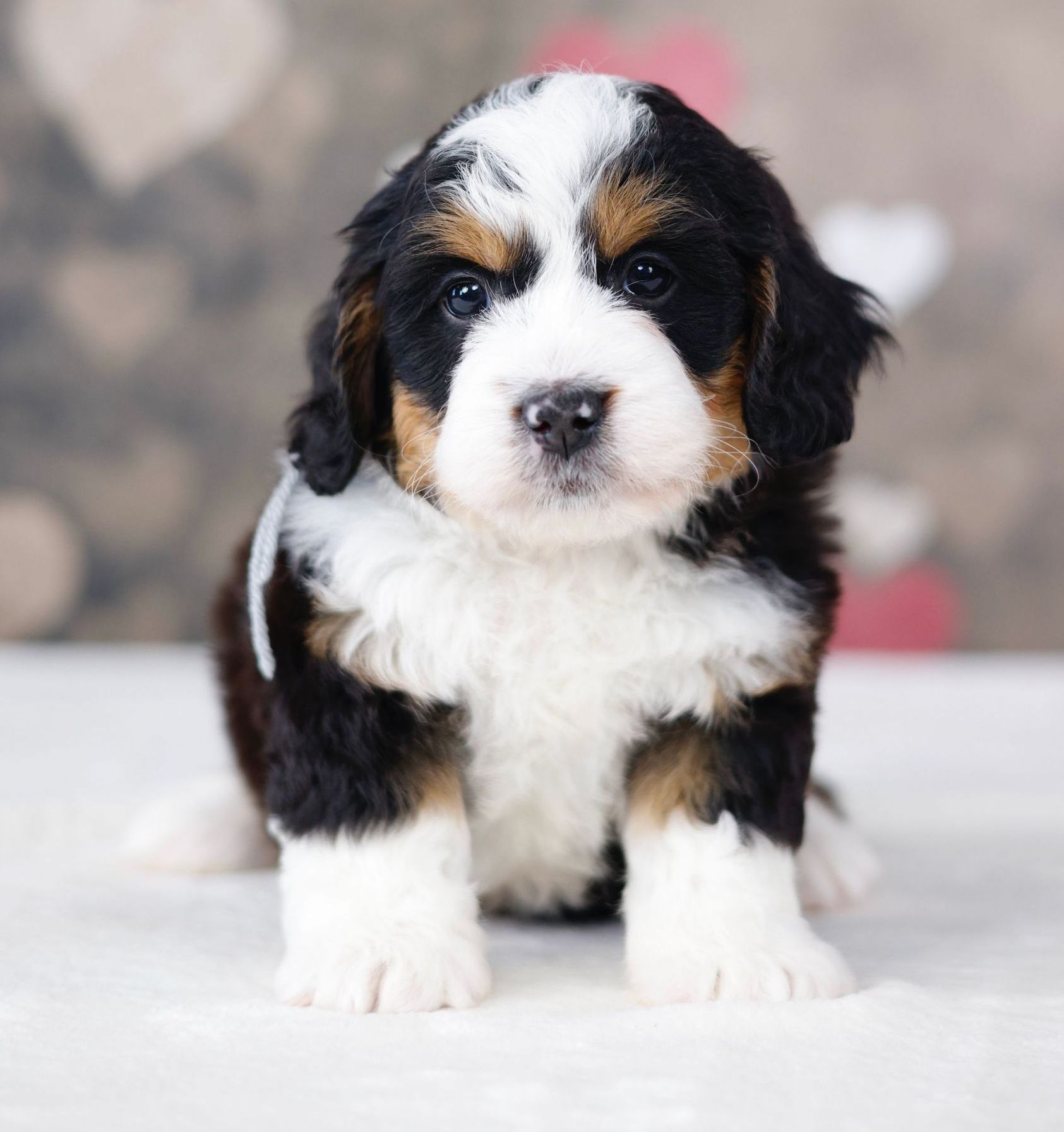 Miniature Bernedoodles