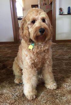 Goldendoodle shop curly coat