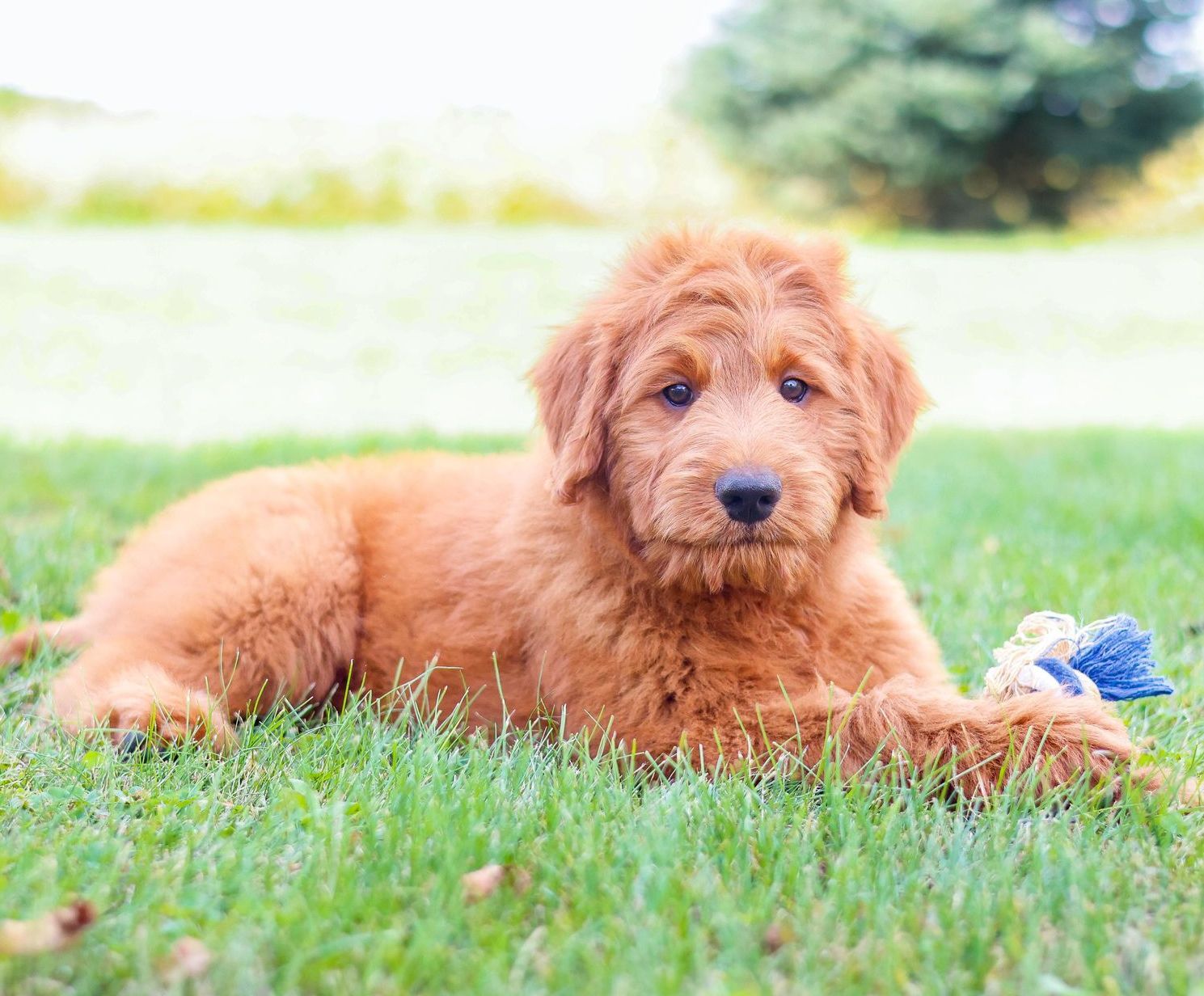 Standard Goldendoodles