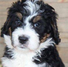 impact dog crates canada