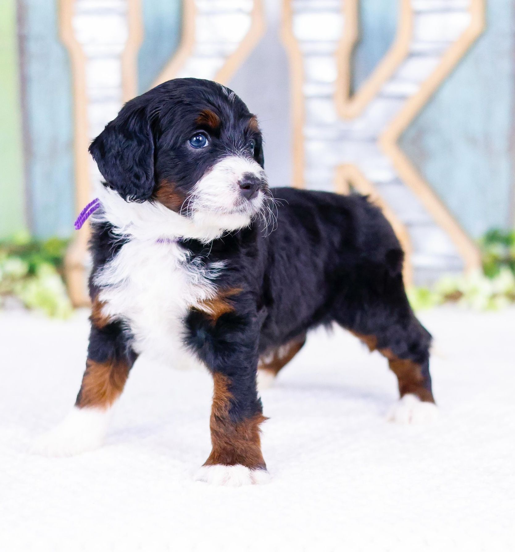 Mini Bernedoodle Mn 89 - u1gzzrt