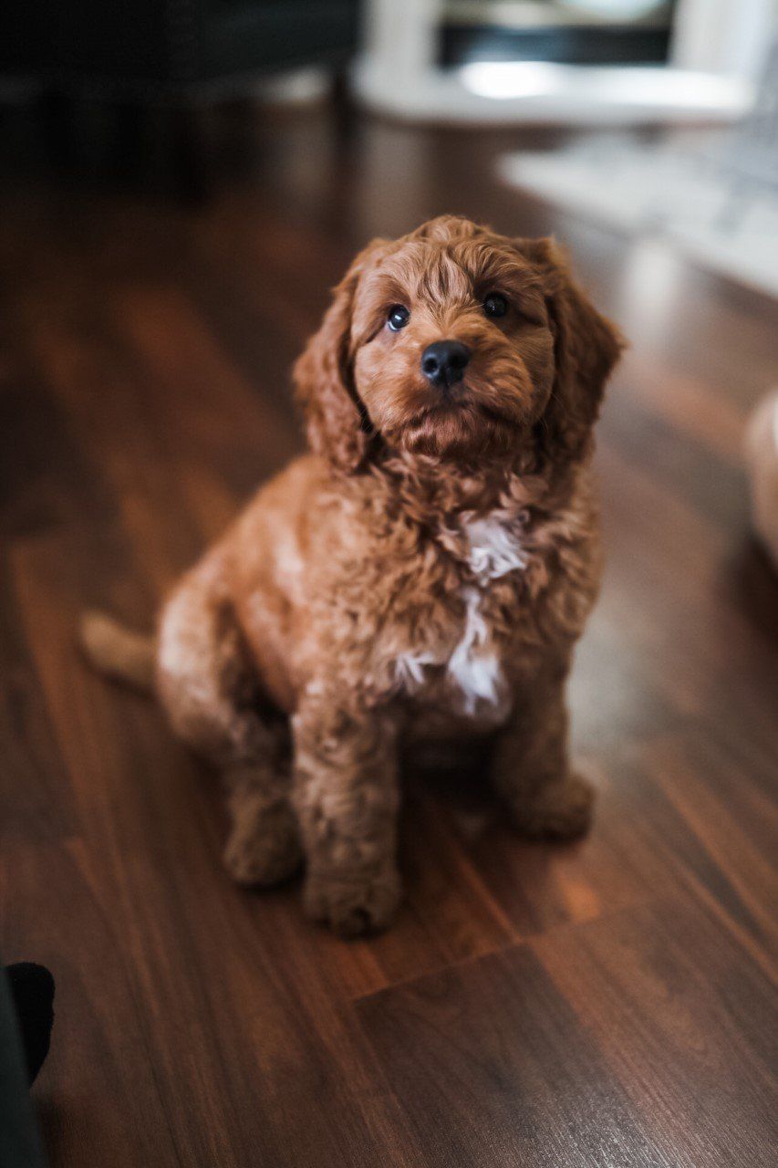 Petite Goldendoodles
