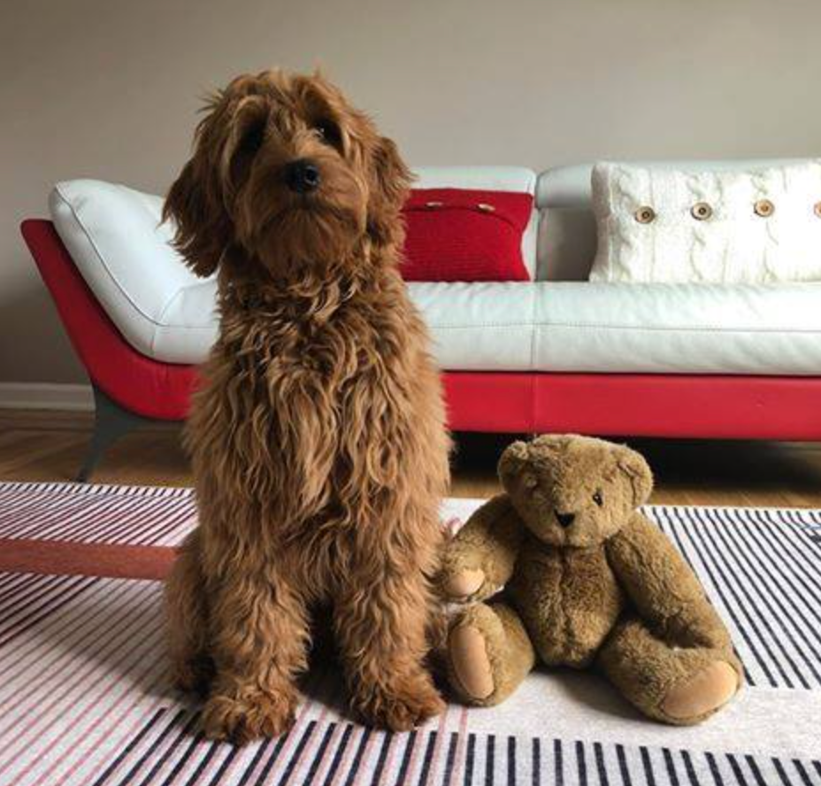 Fully matured deep red goldendoodle sitting with his teddy bear 