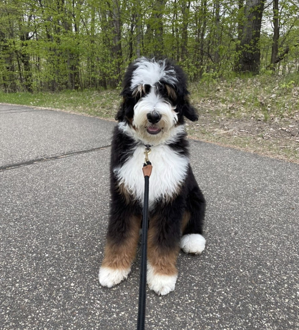 adult tri-colored standard F1 bernedoodle