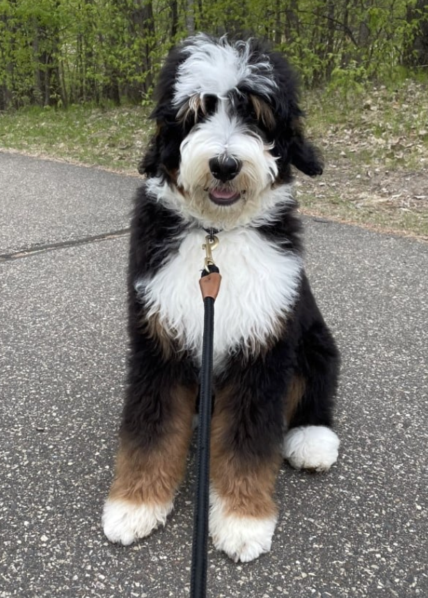 tri-colored long haired standard bernedoodle adult sitting outside on leash