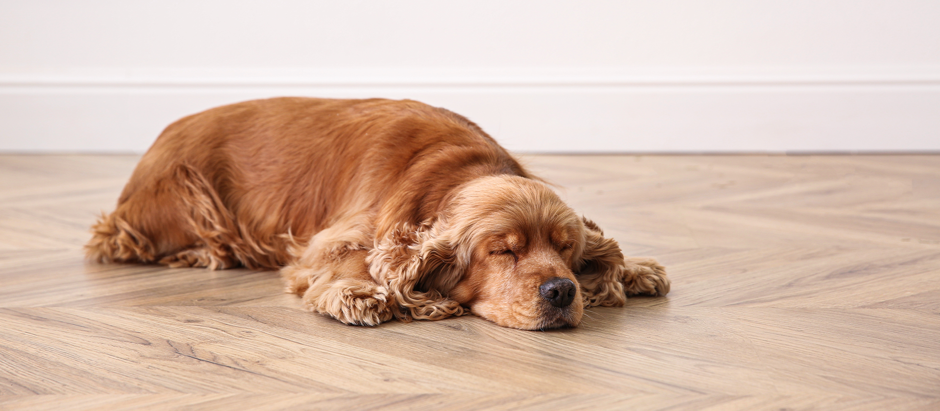 The Best Flooring Options for Pet Owners: Durable, Stylish, and Easy to Maintain