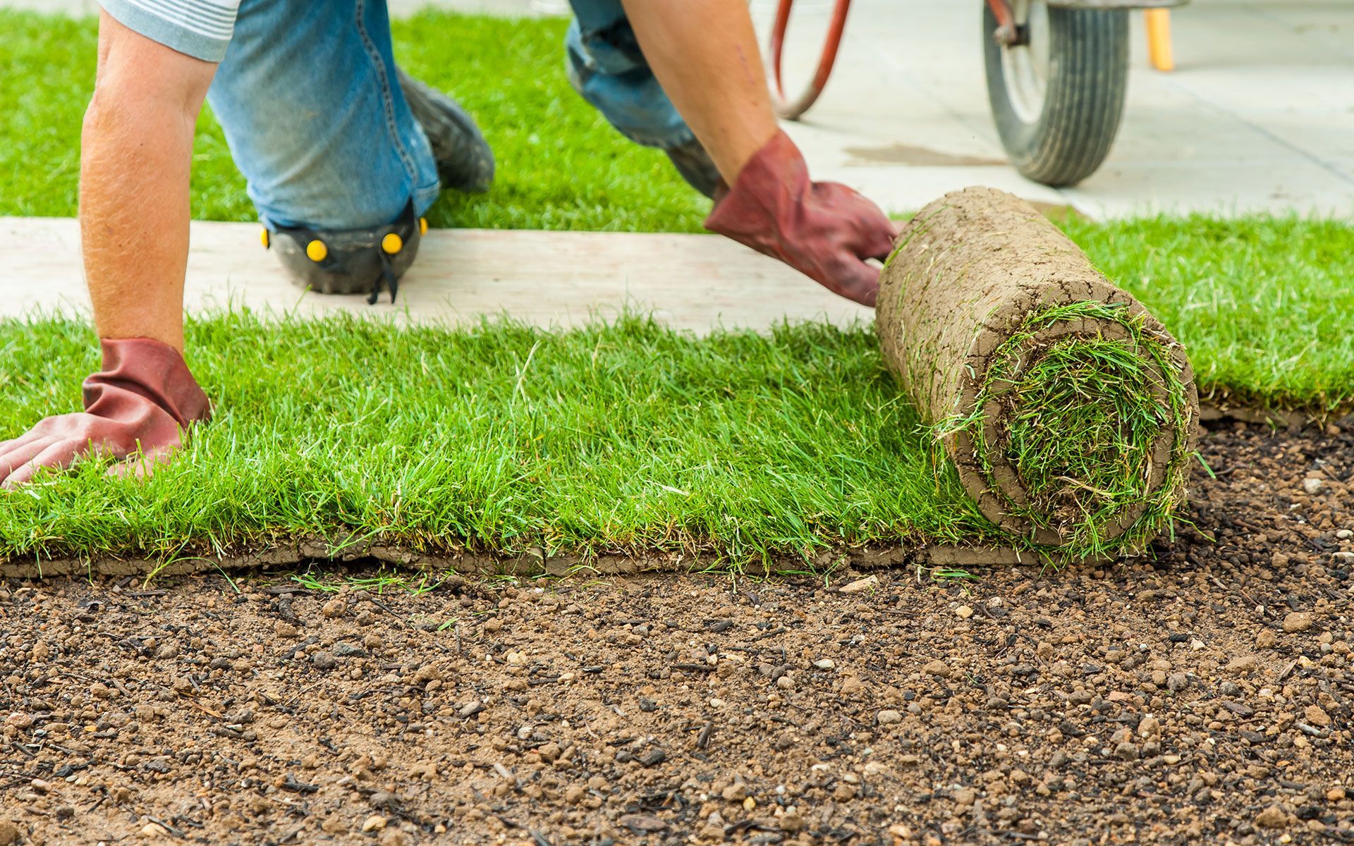 A man is rolling a roll of grass on the ground.