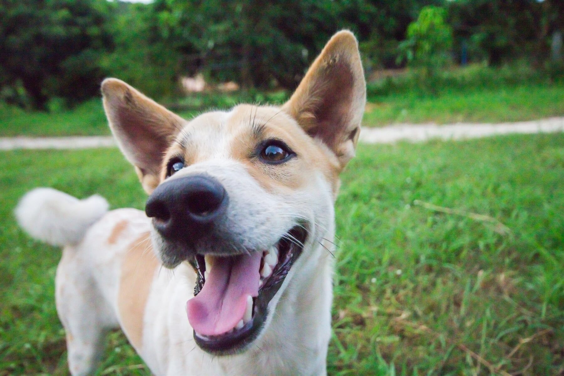 A Brown And White Dog Is Standing In The Grass With Its Mouth Open — Ballina Veterinary Hospital In Ballina, NSW