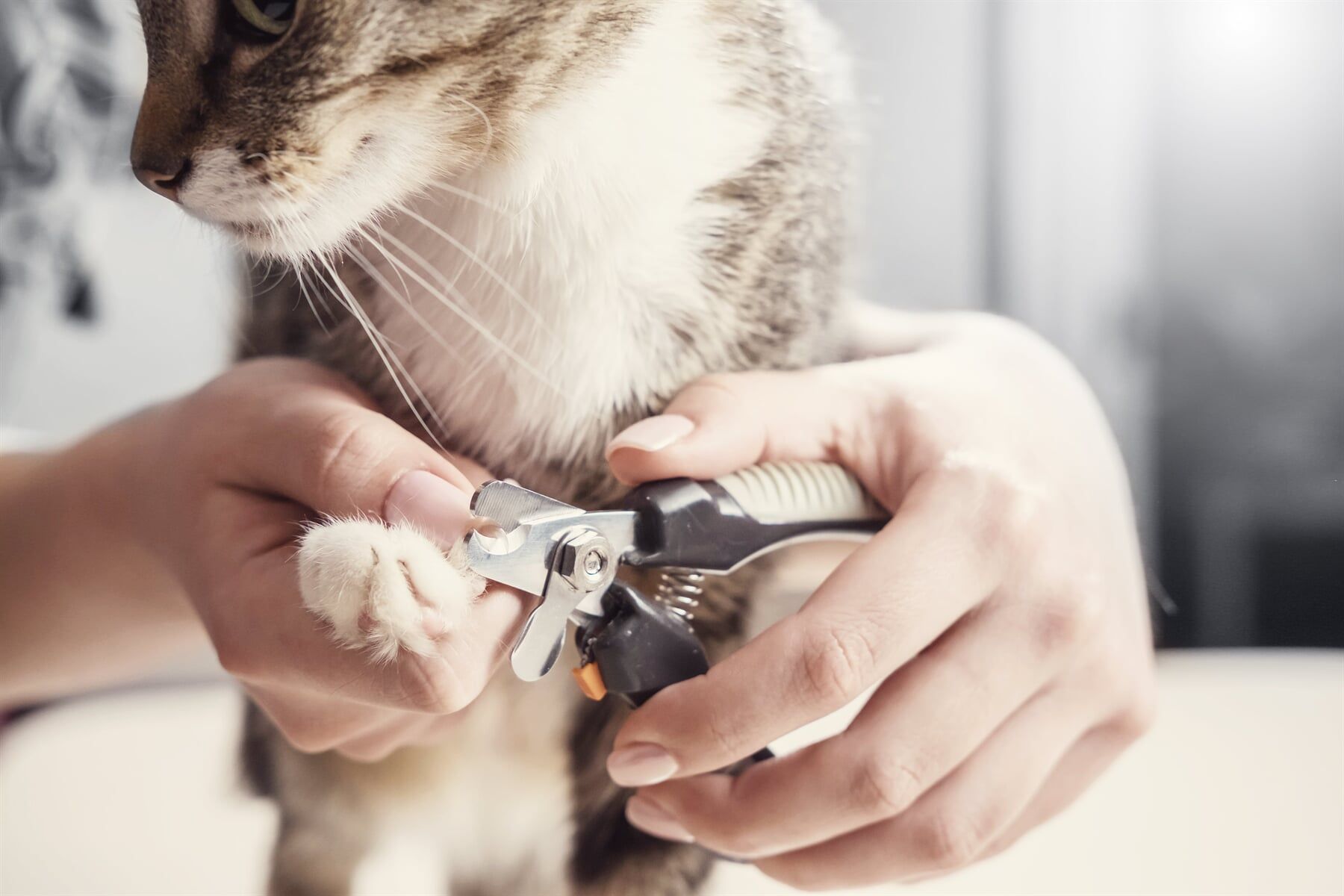 A Person Is Cutting A Cat 's Nails With Scissors — Ballina Veterinary Hospital In Ballina, NSW