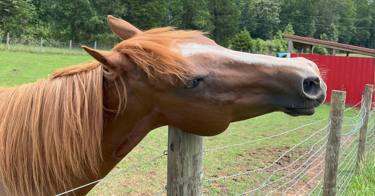 Brown horse rubbing its face against a wooden fence post in a green field.