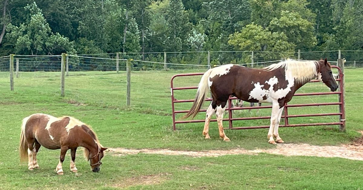 A brown and white horse and pony graze in a grassy field, near a fence and trees.