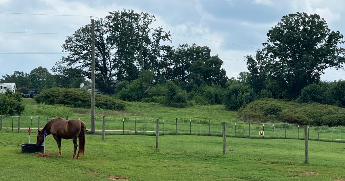 Horse grazing in a green pasture with trees and a cloudy sky in the background.