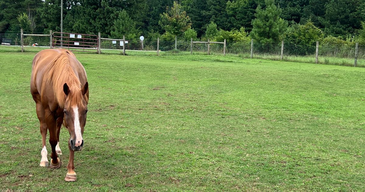 Brown horse with white blaze walks across a green grassy field toward the camera.