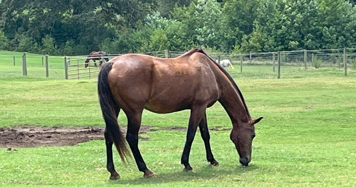 A brown horse grazes in a grassy field, with a fence and trees in the background.