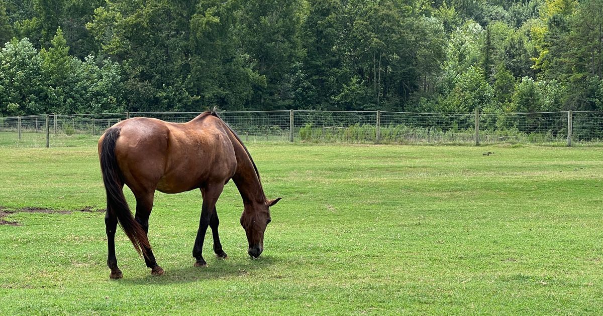 Brown horse grazing in a green pasture, with trees and a fence in the background.