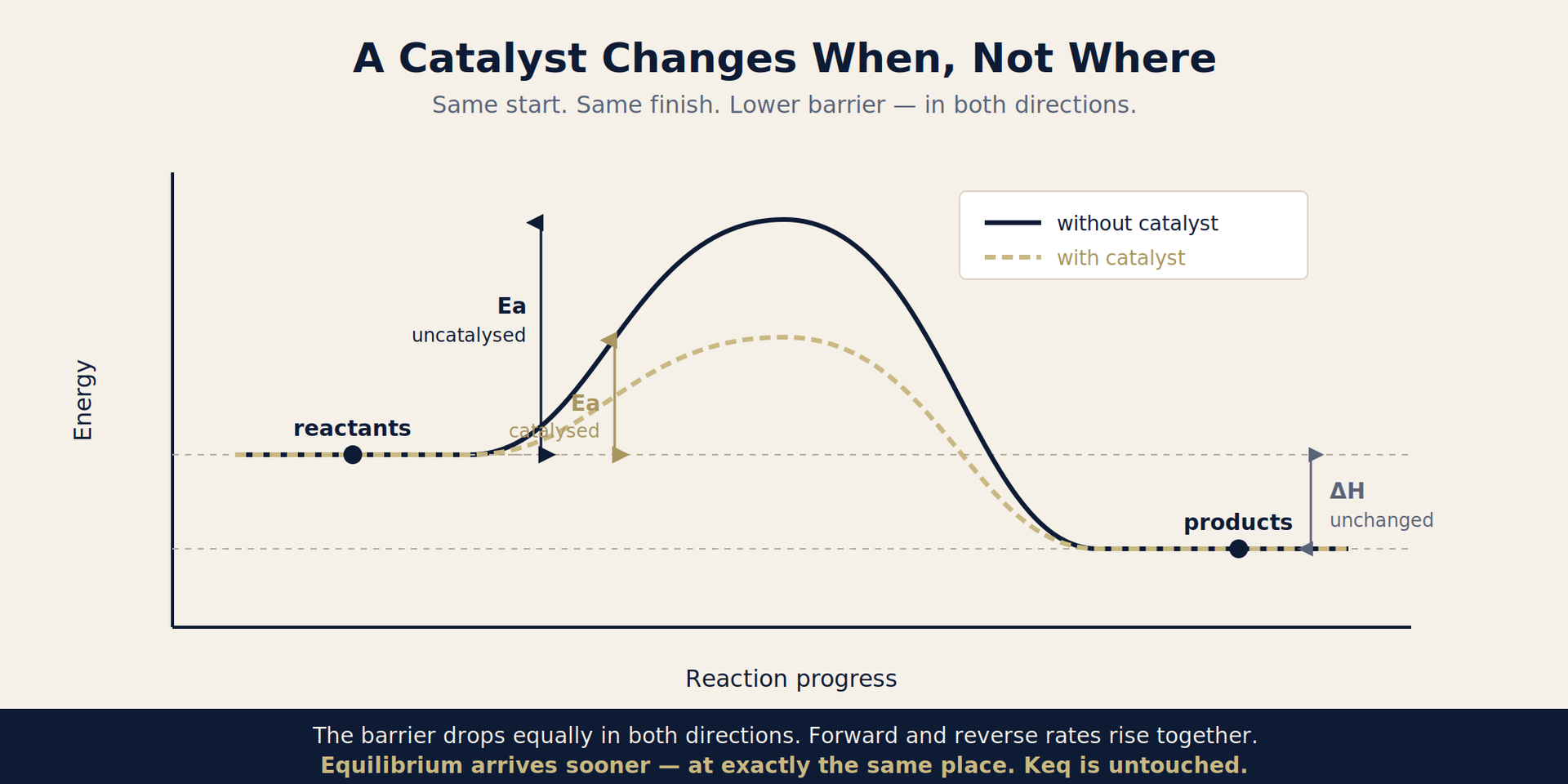 Catalyst energy profile — activation energy lowered equally in both directions, delta H and Keq unchanged