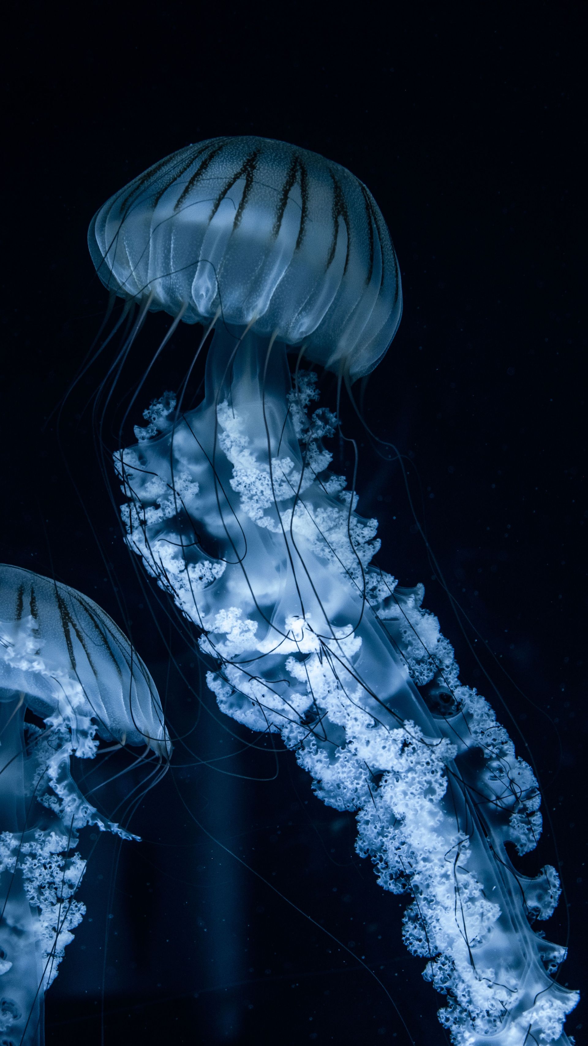 Master Senior Science Concepts with Tutorio Blue jellyfish glowing against a dark aquarium background
